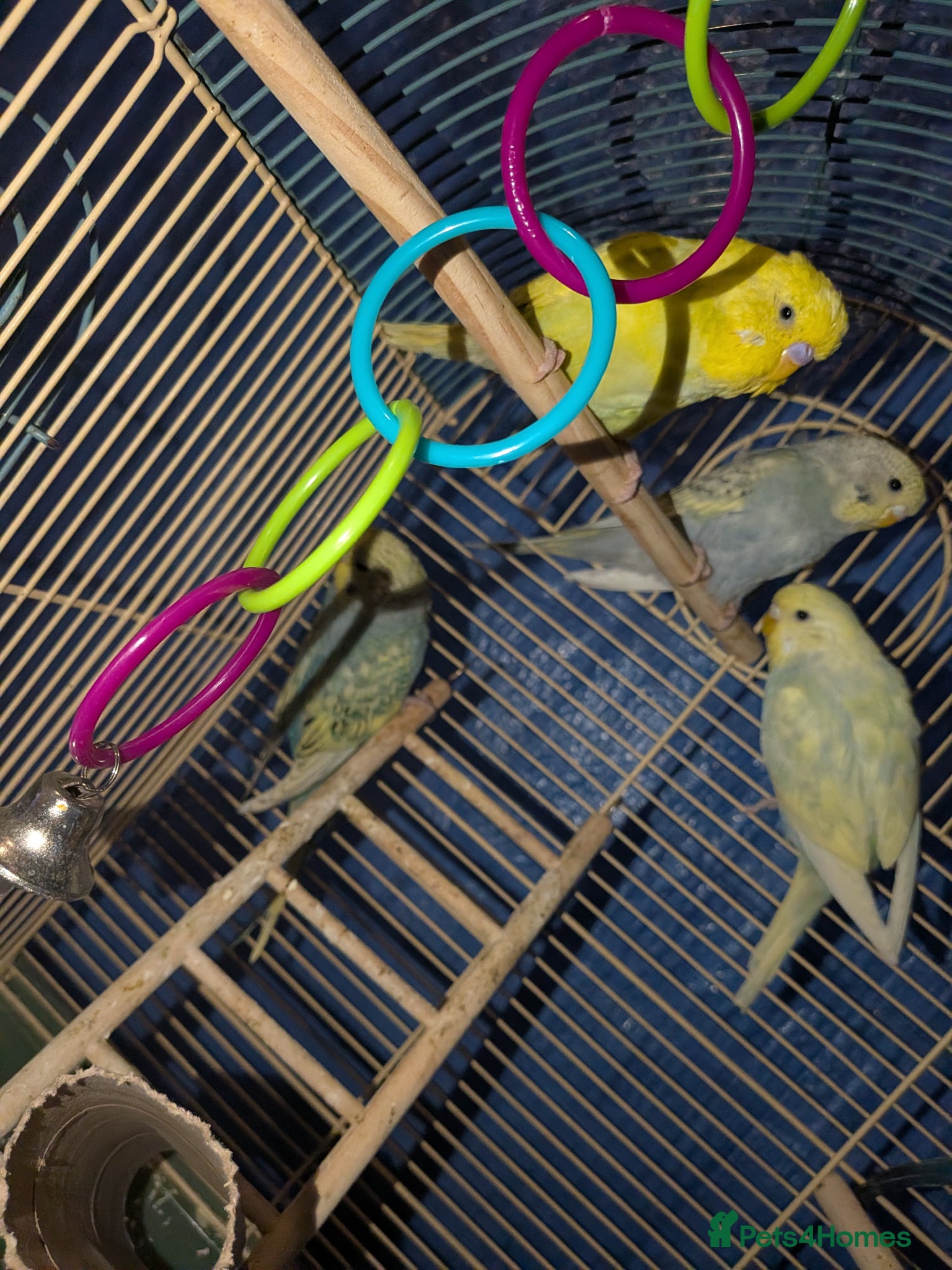 Budgerigars birds Young budgies for sale - Advert 2