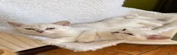 British Shorthair cats for sale: BSH Silver/Black Tipped Boys GCCF Registered  - Advert 15