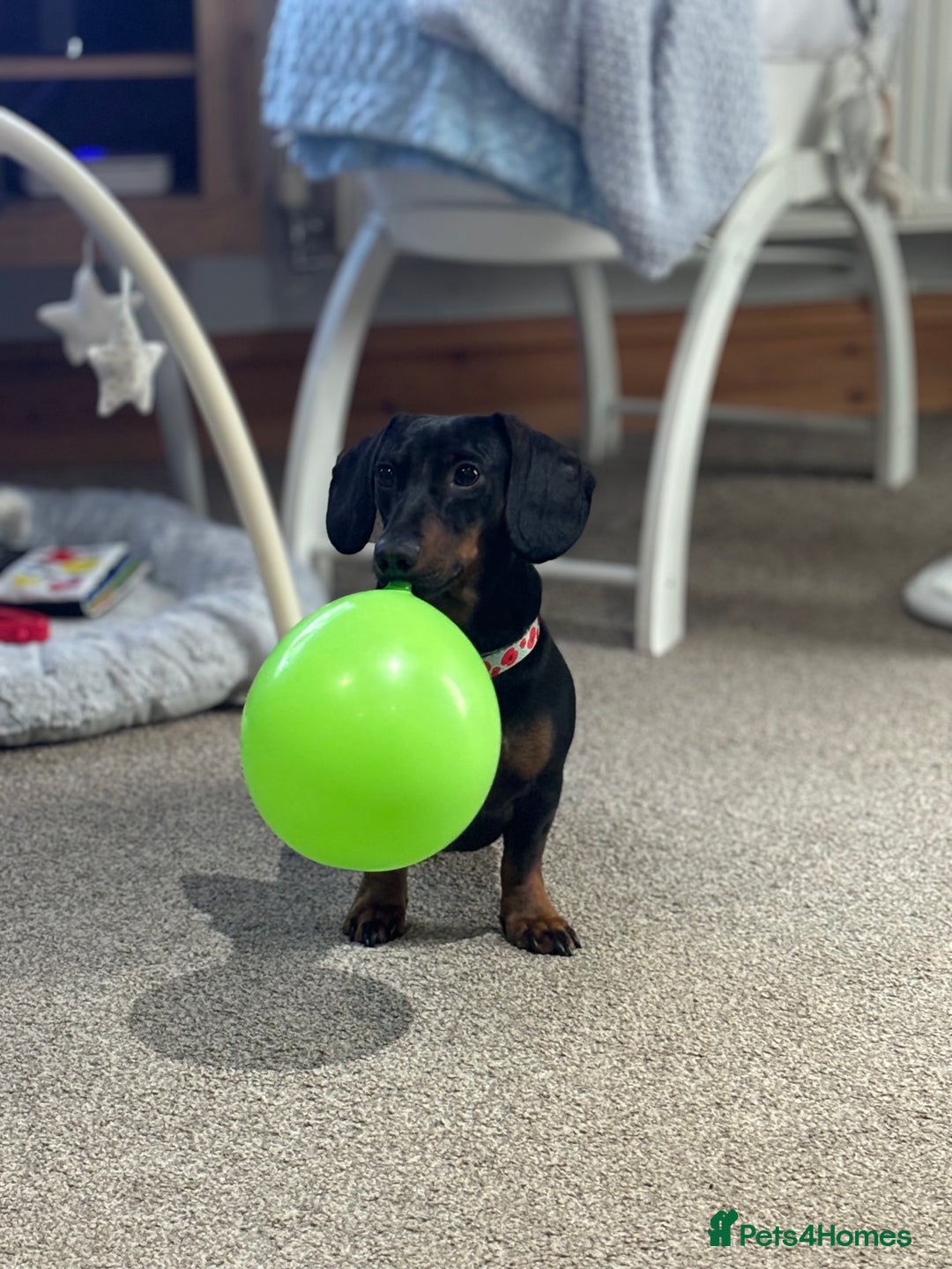 Dachshund dogs for sale: Dachshund Black and Tan male - Slinky - Advert 6