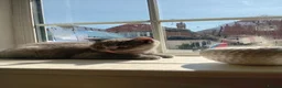 British Shorthair cats for sale: BRITISH SHORTHAIR - READY TO LEAVE  - Advert 5