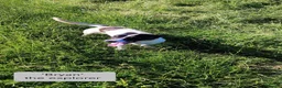 Mixed Breed dogs for adoption: Bryan, 1 yr approx. Available for adoption. in Brixham - Advert 2