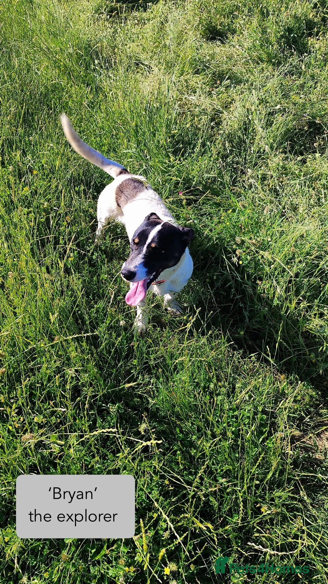 Mixed Breed dogs for adoption: Bryan, 1 yr approx. Available for adoption. in Brixham - Advert 2