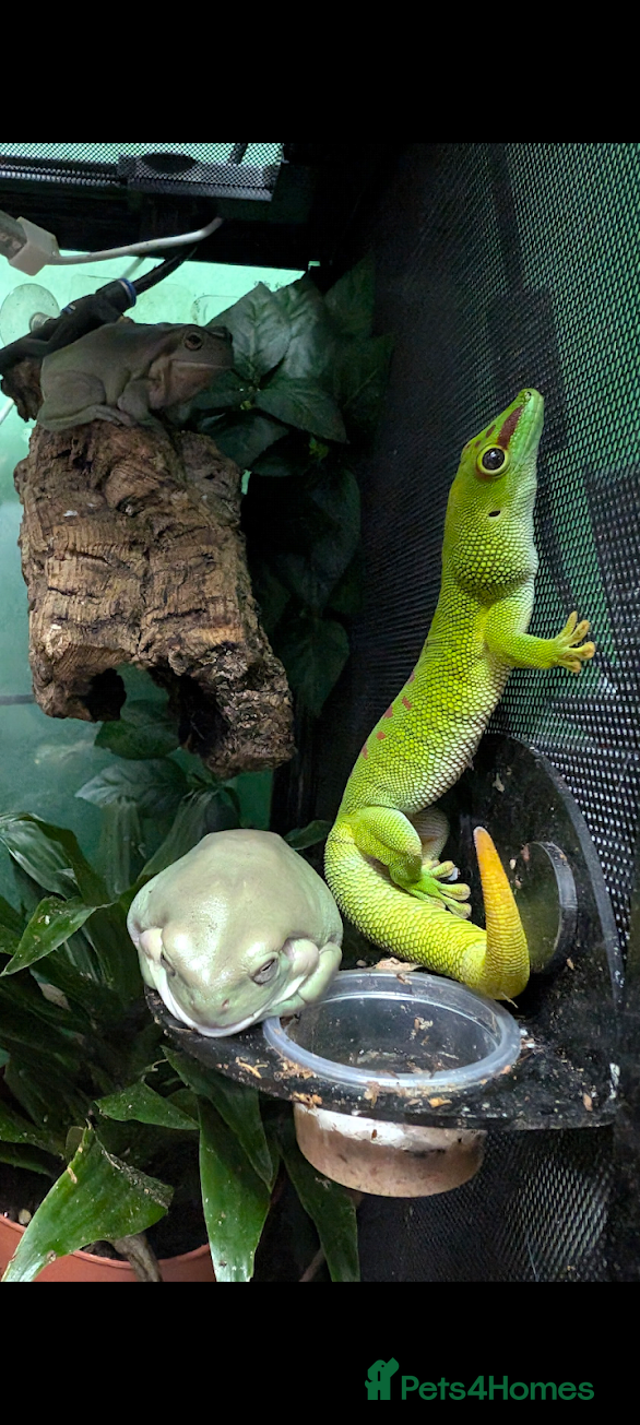 Gecko reptiles for sale: Double setup geckos and frogs - Advert 9