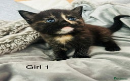 Domestic Shorthair cats for sale: Girl 1 left ❤️😻❤️ 7wks and ready to leave  - Image 8