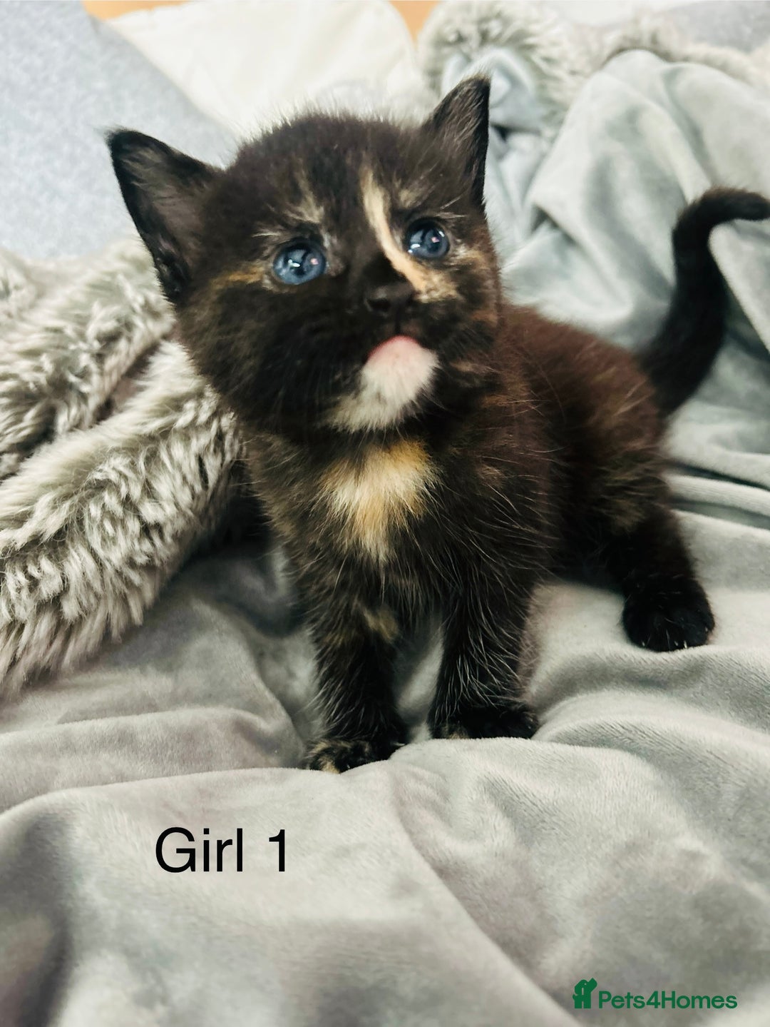 Domestic Shorthair cats for sale: Girl 1 left ❤️😻❤️ 7wks and ready to leave  - Image 8
