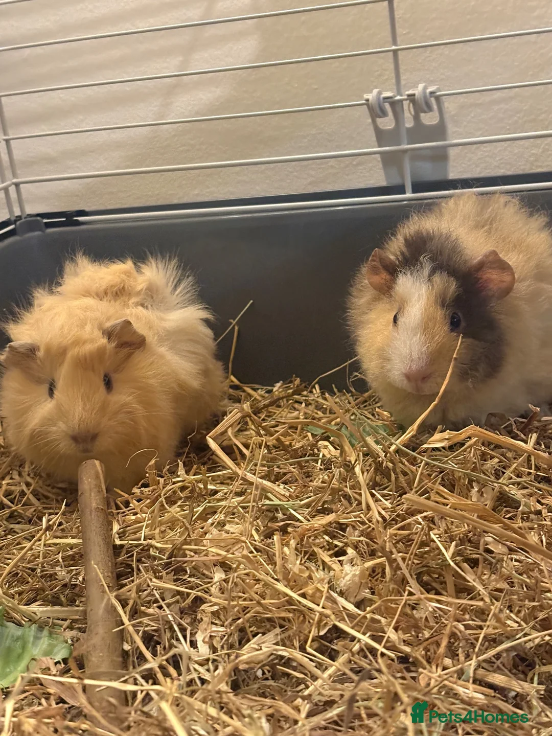 Guinea Pig rodents for sale: Guinea pigs  in Wigan - Advert 4