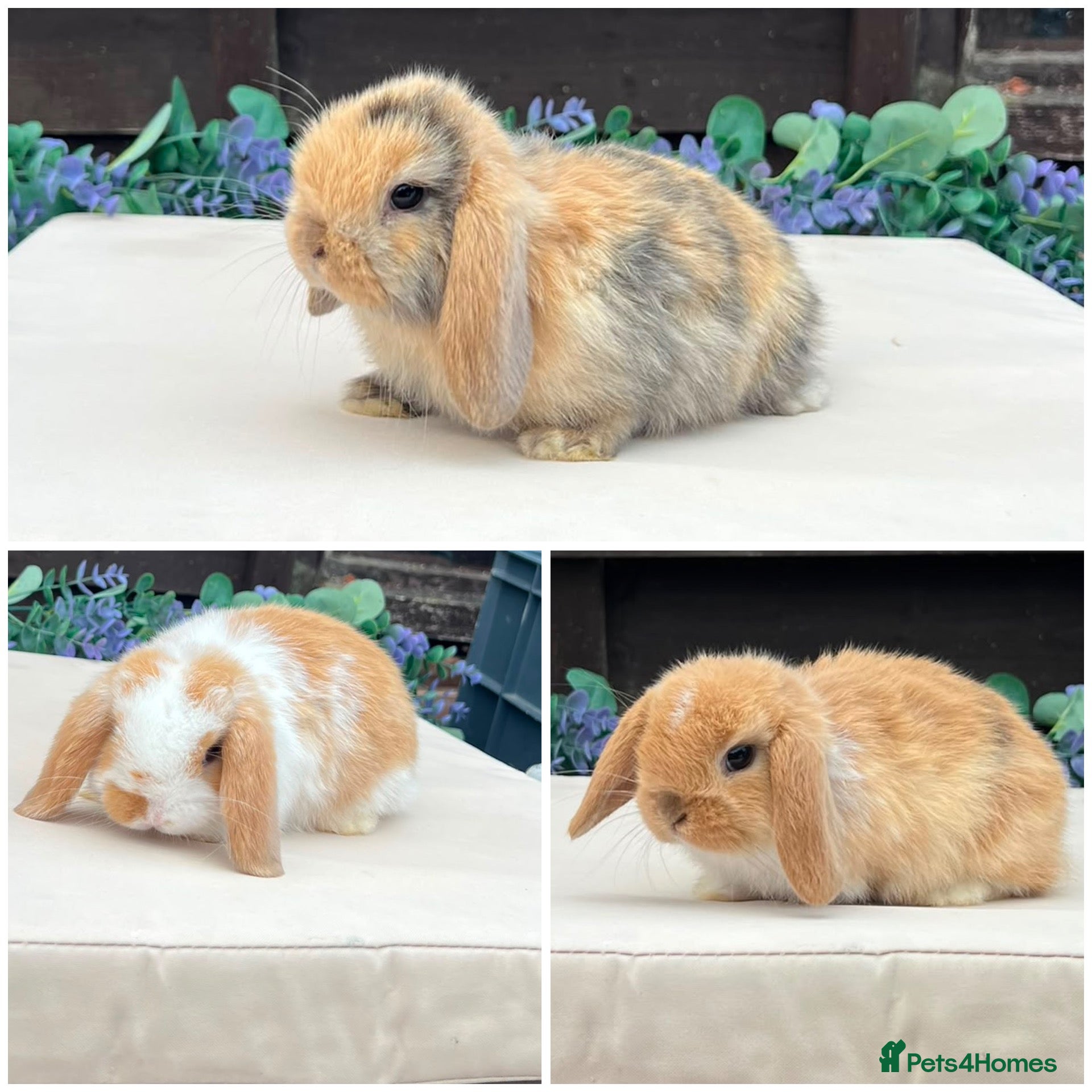 Mini Lop rabbits Pure bred mini lops - Advert 1