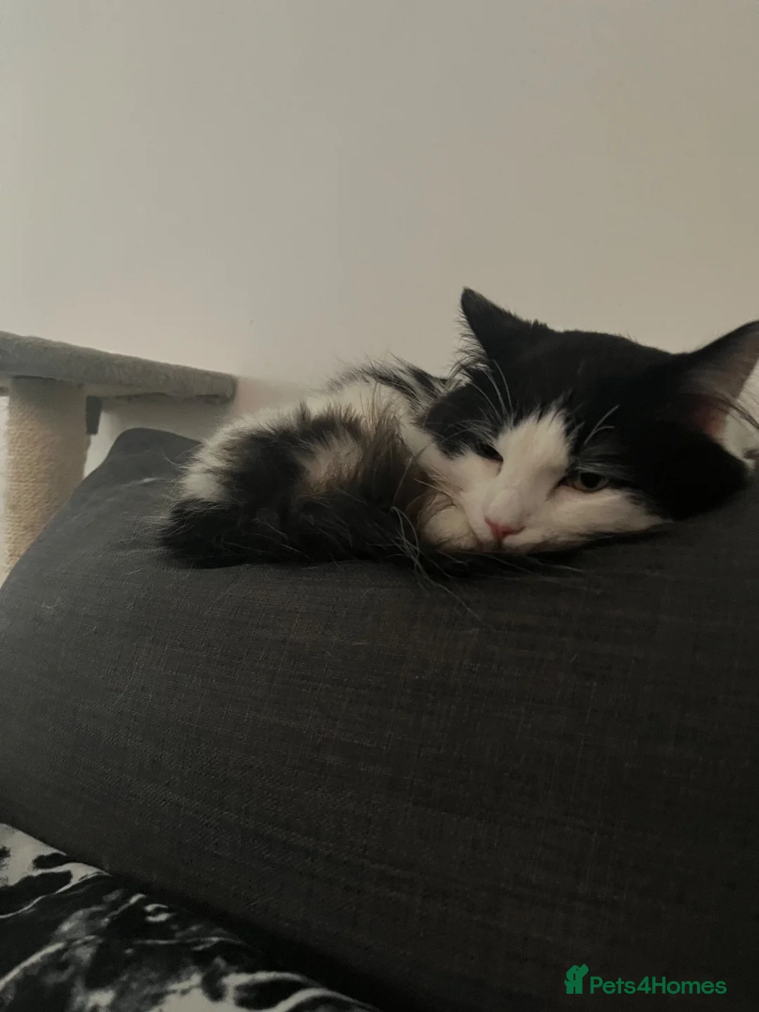 Mixed Breed cats for sale: Mixed Breed Cat For Sale - Advert 5