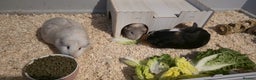 Guinea Pig rodents for sale: 3 Female Guinea Pigs For sale - Advert 5