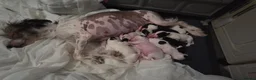Chinese Crested dogs for sale: Rare Chinese Crested Puppies - Advert 5