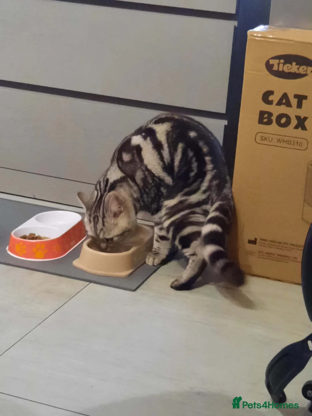 British Shorthair cats for stud: Brithish shorthair male in Barking - Advert 5