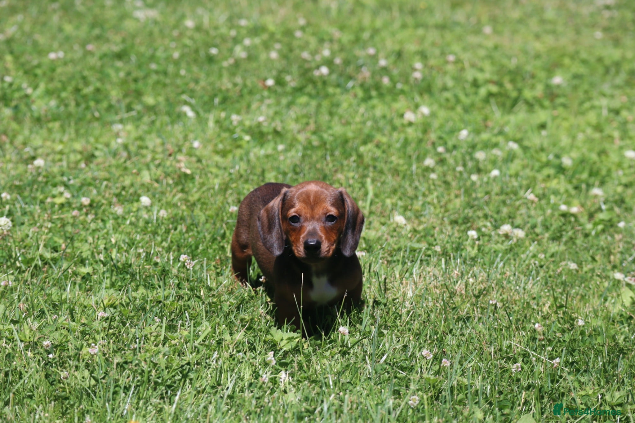 Miniature Dachshund dogs Miniature Dachshunds 1 boy left REDUCED  - Advert 1