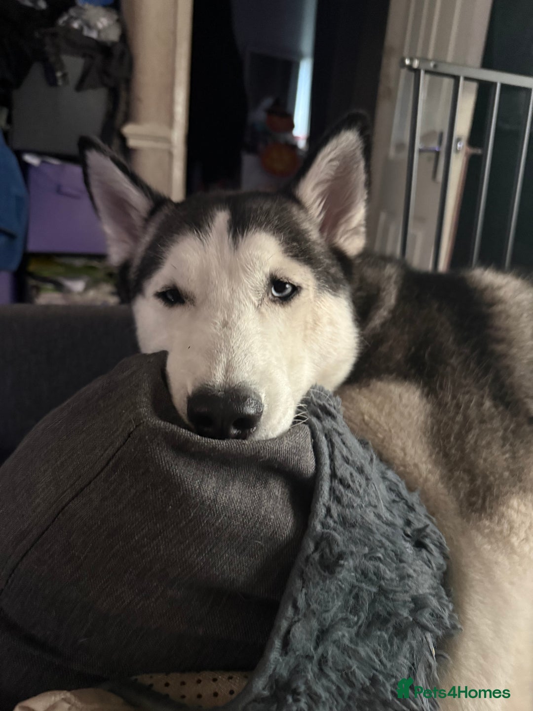 Siberian Husky dogs for sale: 5 Siberian husky puppies.  - Advert 4