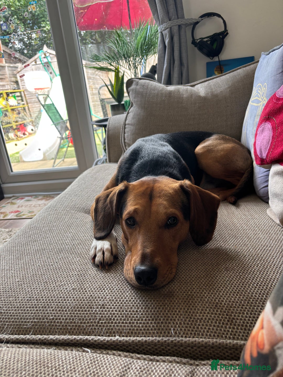 Mixed Breed dogs for sale: looking for an understanding home for our rescue - Advert 2