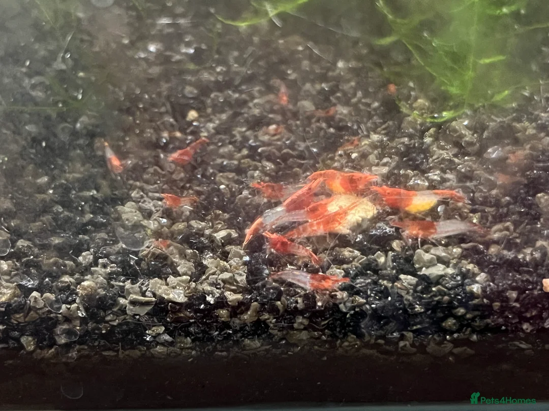 Shrimps fish for sale: Neocaridina shrimp - Advert 4