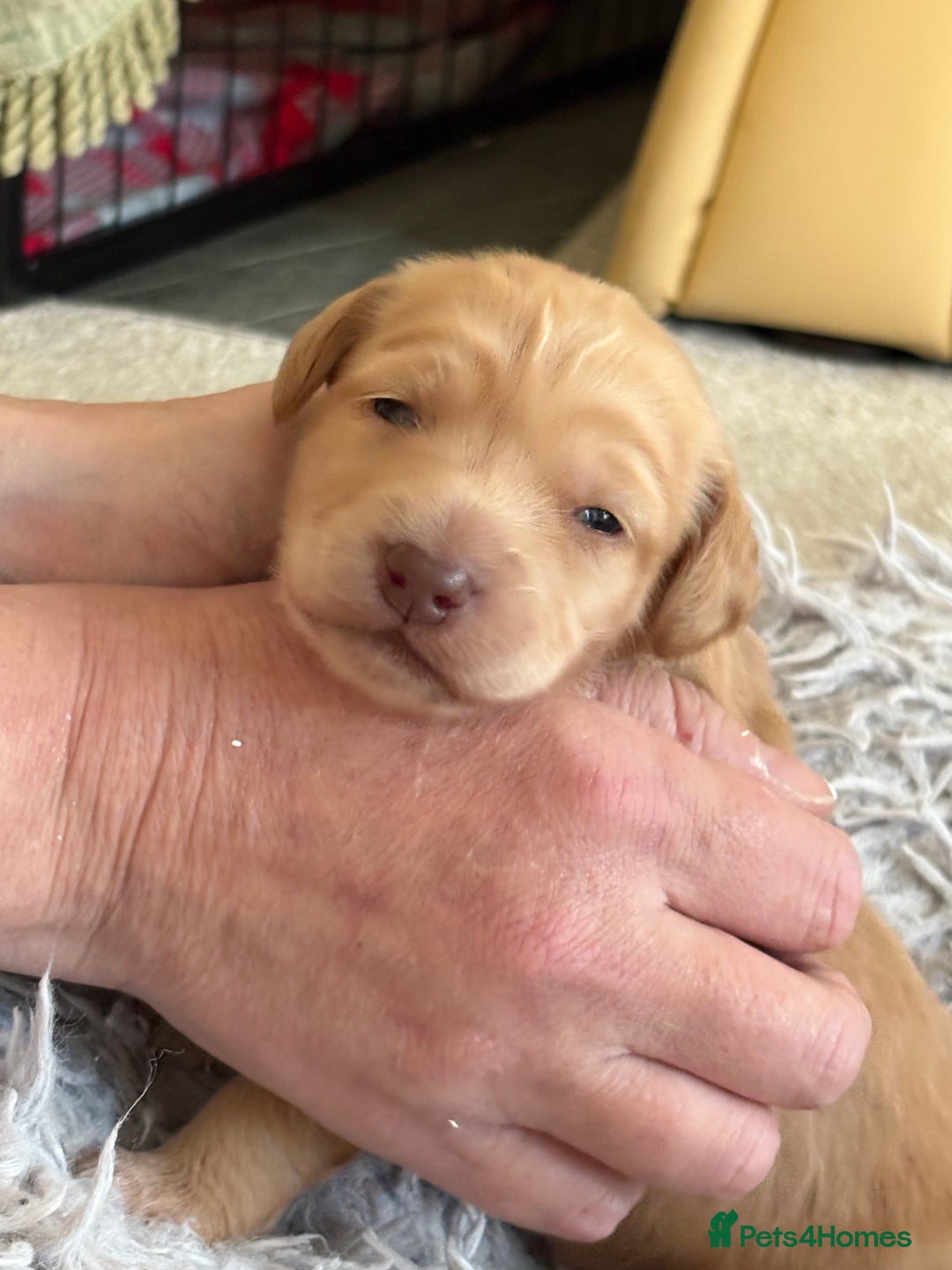 Cockapoo dogs for sale: F1B Cockerpoo puppies looking for new homes - Image 10