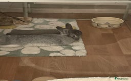 Mixed Breed rabbits for sale: Neutered bonded bunnies  - Image 2