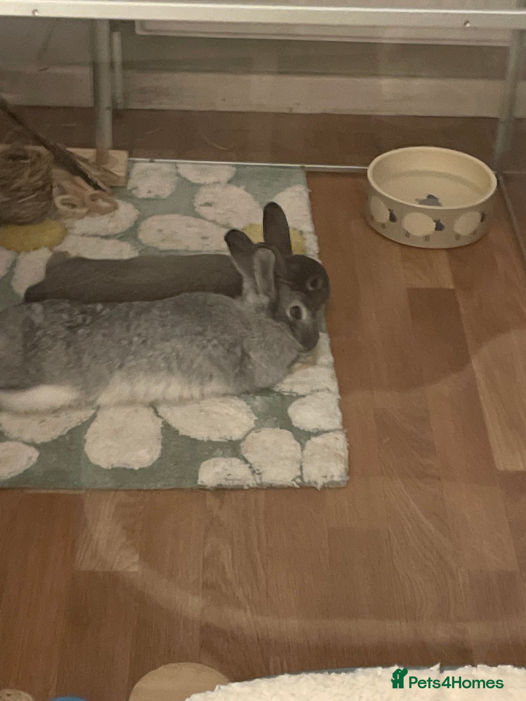 Mixed Breed rabbits for sale: Neutered bonded bunnies  - Image 2