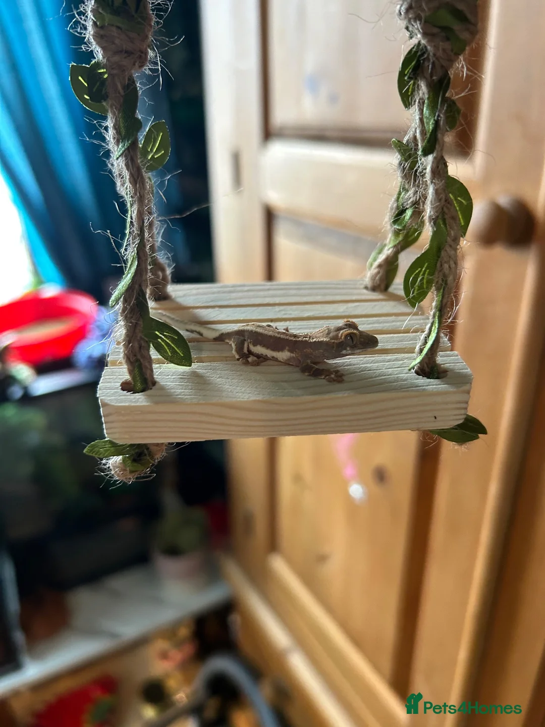 Frog reptiles for sale: Reptiles - Advert 1