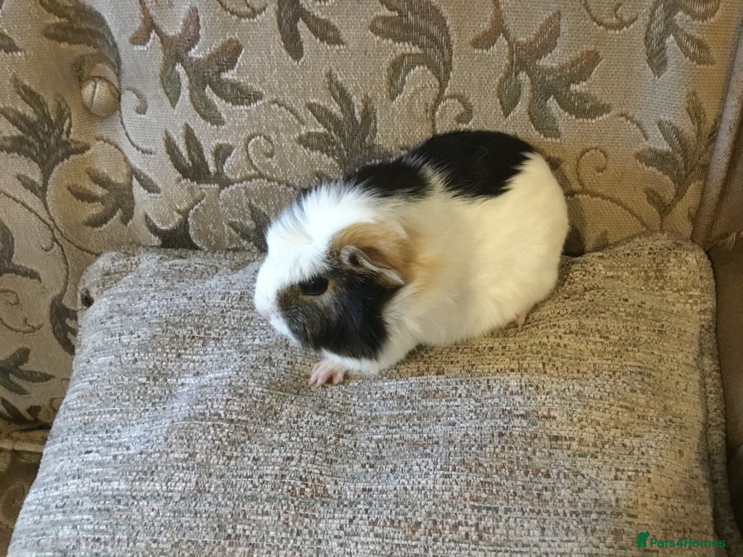 Guinea Pig rodents for sale: Baby females ready now - Advert 1