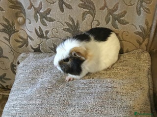 Guinea Pig rodents Baby females ready now - Advert 1