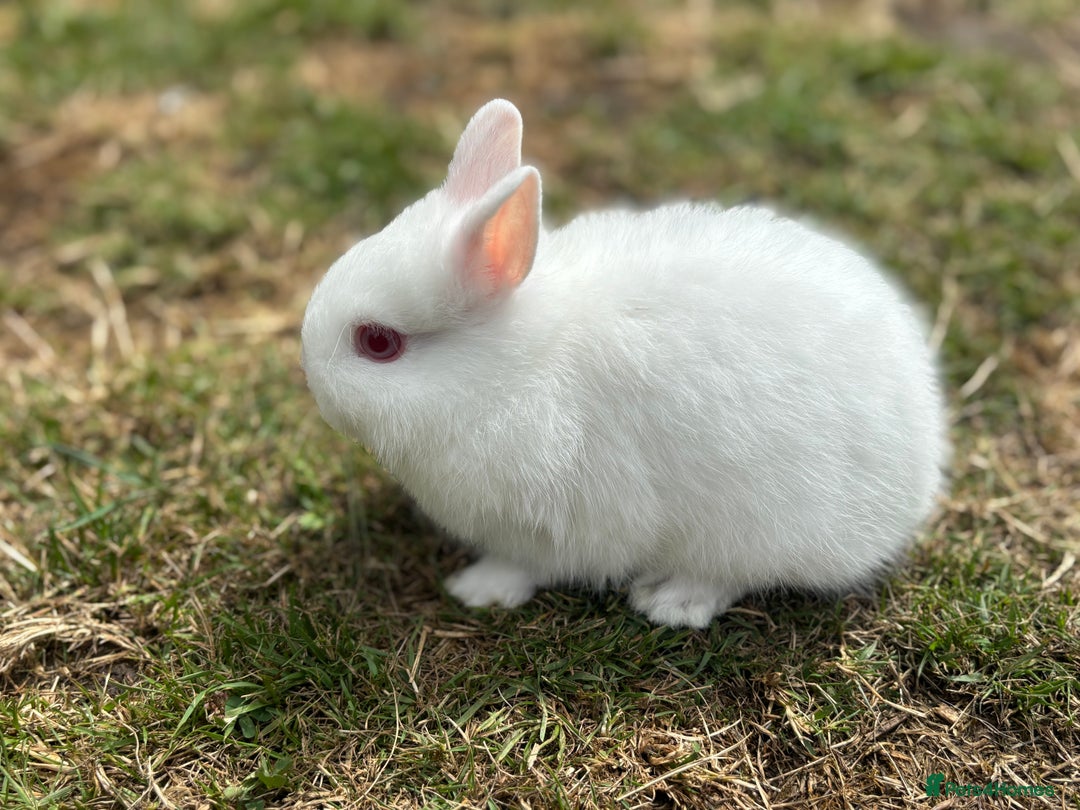 Netherland Dwarf rabbits for sale: Trio Netherland Dwarf Boys - Image 10
