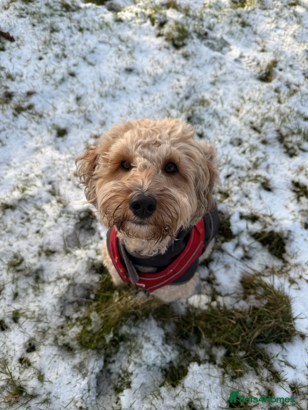 Mixed Breed dogs for sale: Tibetan Terrier Cross Puppies  - Advert 9