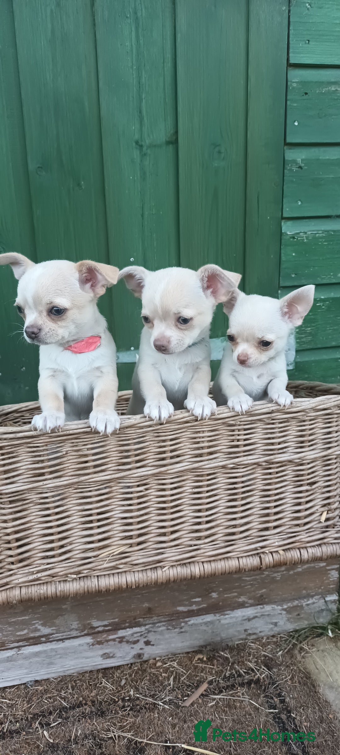 Chihuahua dogs for sale: CHIAHUAHUA PUPPYS - Image 9