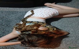 Python Snake reptiles for sale: Royal python  - Advert 4