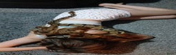 Python Snake reptiles for sale: Royal python  - Advert 4