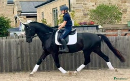 Belgian Warmblood horses for sale: Dressage Prospect- 5 year old classes!  - Image 1