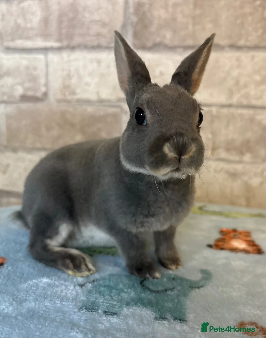 Rex rabbits for sale: Mini Rex  - Advert 6