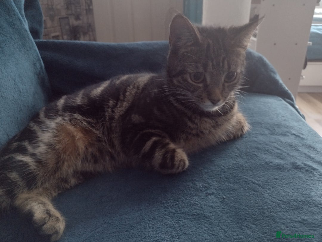 Bengal cats for sale: Zeus Jr and Kathleen  - Advert 5