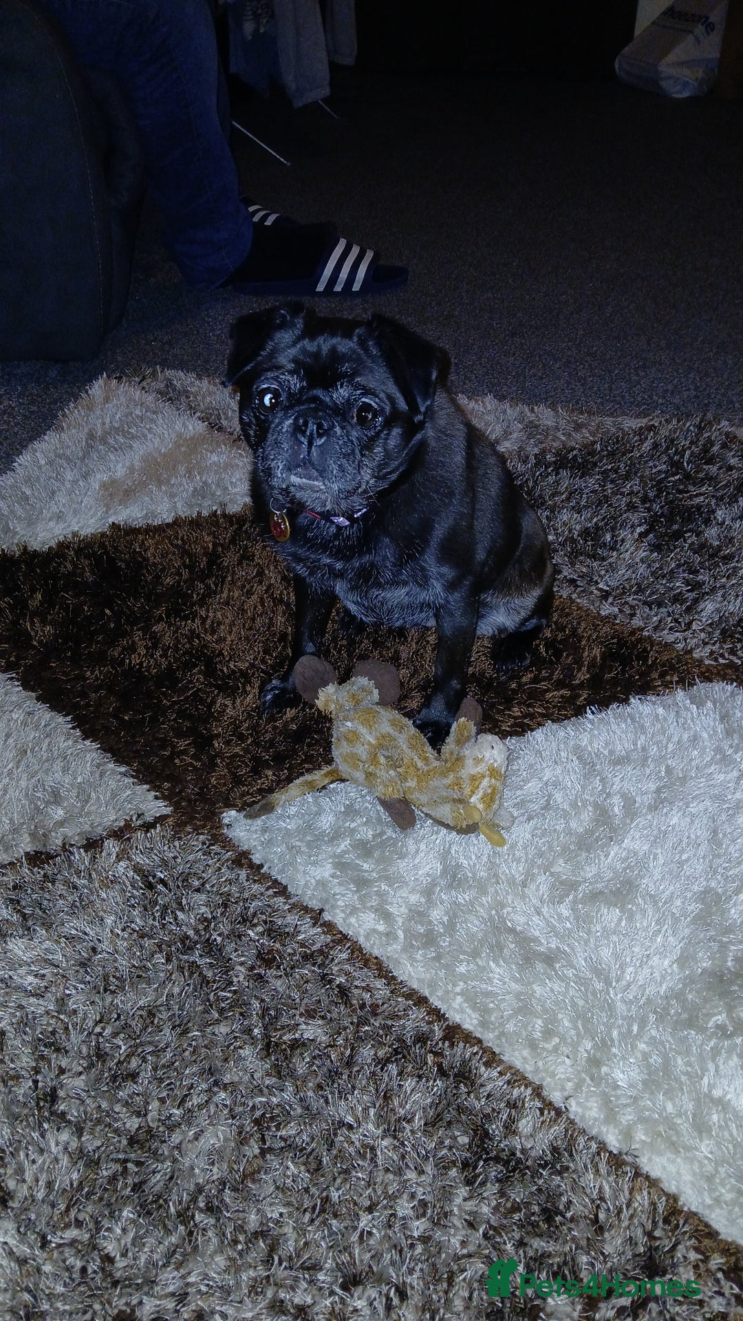 Pug dogs for sale: Lassie 9 year old pug - Image 3