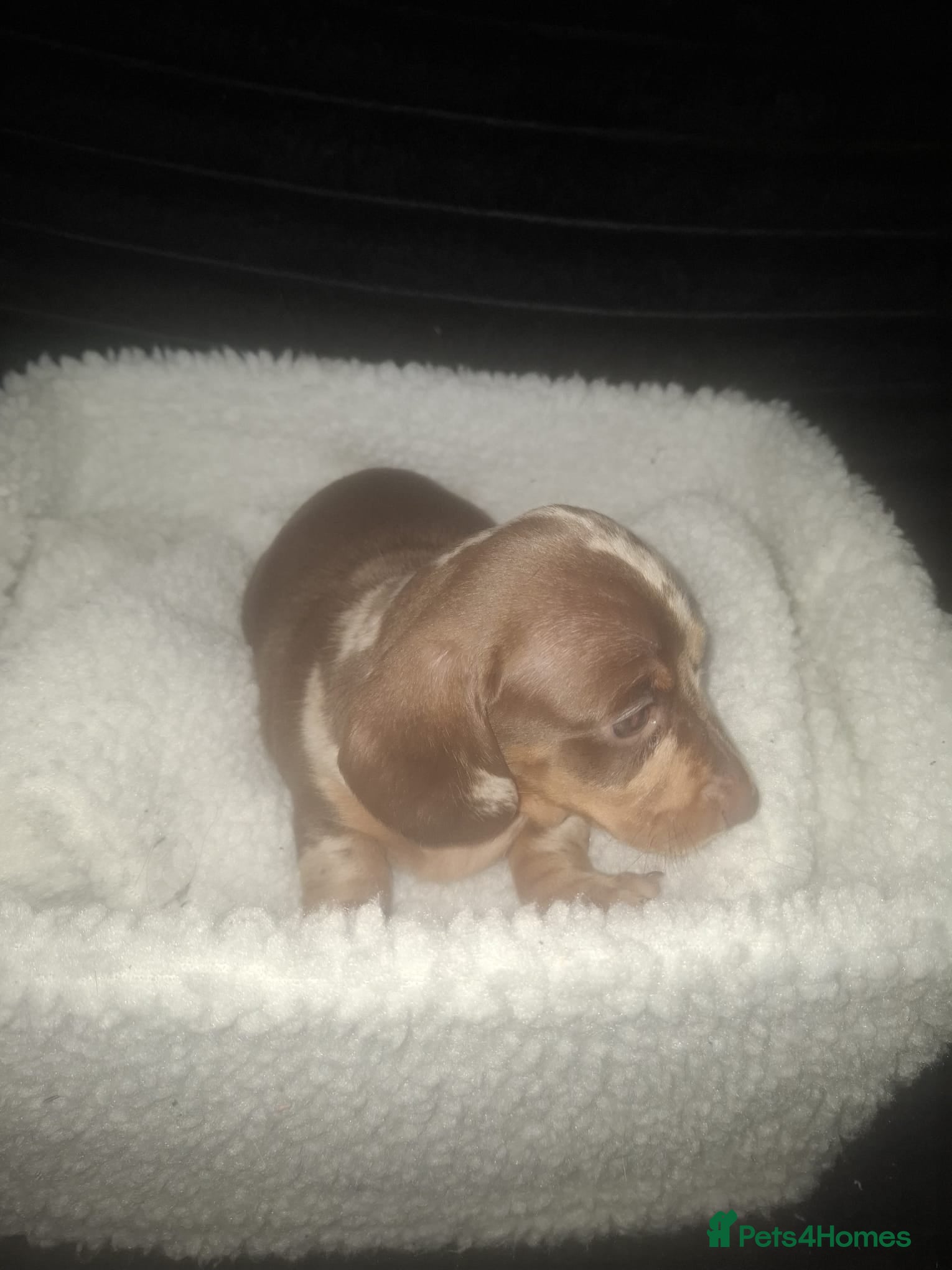 Dachshund dogs for sale: Dachshund puppys - Advert 8
