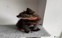 Mixed Breed cats for sale: 5 Half-Ragdoll kittens ❤️ - Image 13