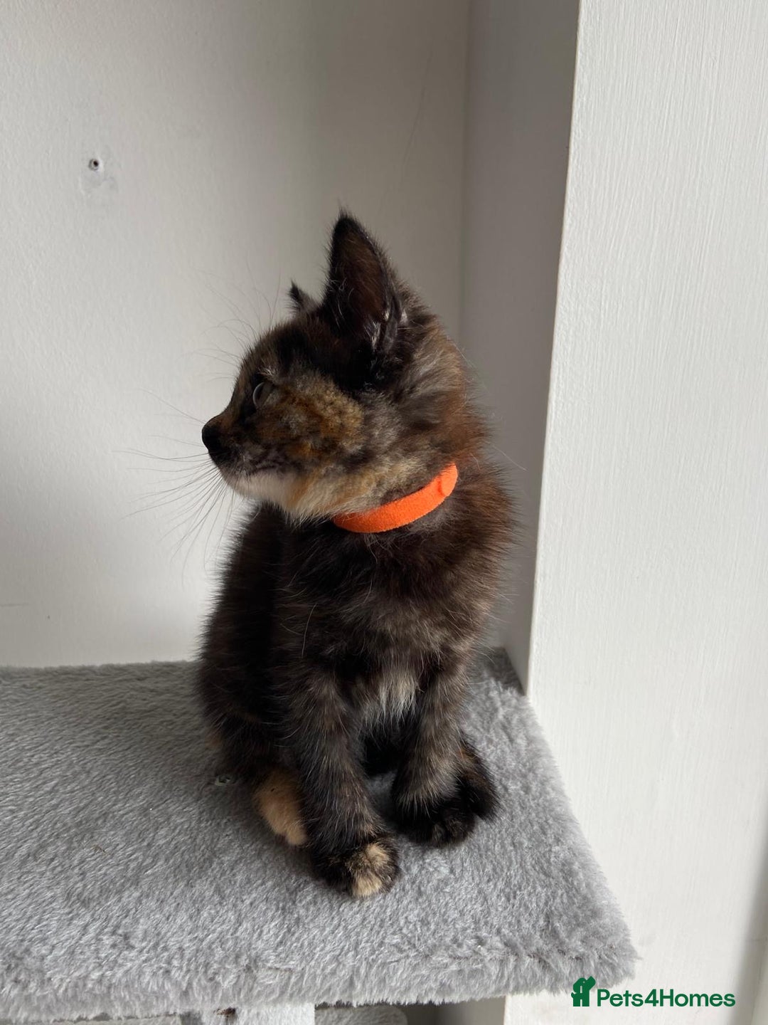 Mixed Breed cats for sale: 5 Half-Ragdoll kittens ❤️ - Image 13