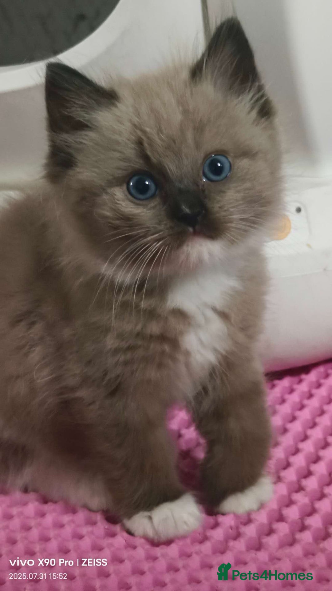 Ragdoll cats for sale: Mink Ragdoll - Image 4