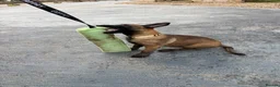 Belgian Shepherd Dog dogs for sale: DARK KC REG BELGIAN MALINOIS PUPPIES - Advert 12