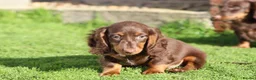 Dachshund dogs for sale: MINIATURE DACHSHUND PUPPIES FOR SALE - Advert 21