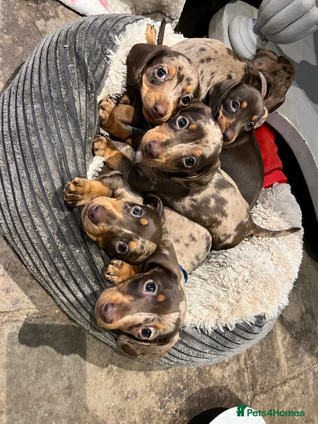 Miniature Dachshund dogs for stud: Richmond the sausage -KC Reg-DNA tested,Proven in Pentre - Advert 14