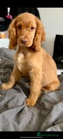 Cocker Spaniel dogs - Advert 3