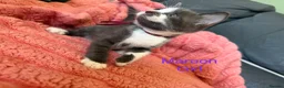 Mixed Breed cats for sale: 9 beautiful kitten  - Advert 7