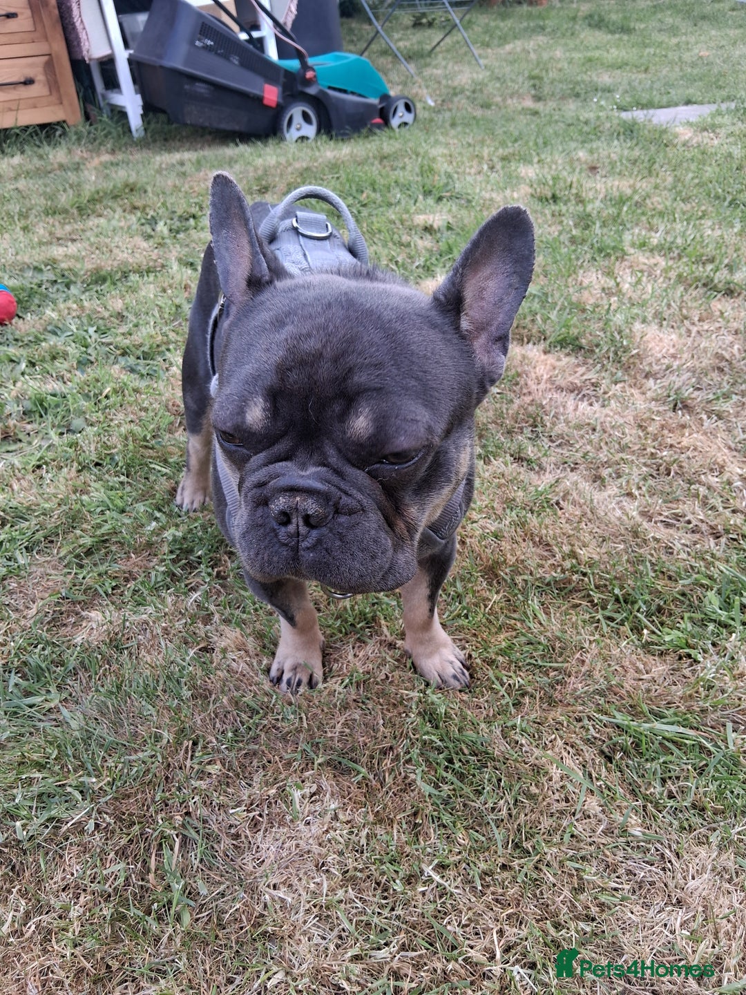French Bulldog dogs for sale: French bulldog Teddy needs a new home - Image 2