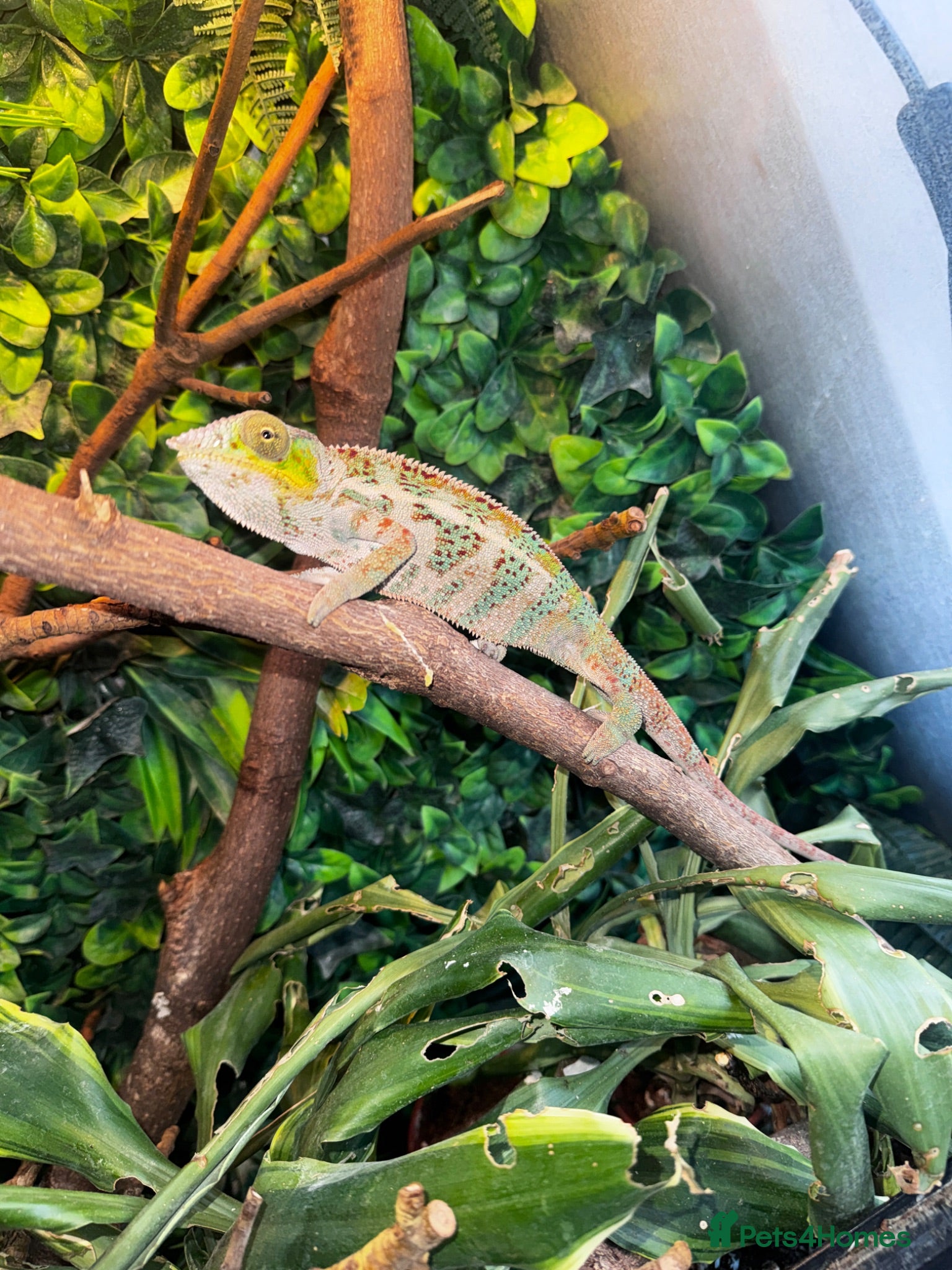 Chameleon reptiles 7 month old panther chameleon  - Advert 2