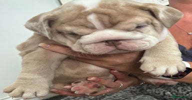English Bulldog dogs - Advert 3
