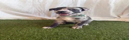 Whippet dogs for sale: Beautiful working whippets  - Advert 13