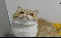 Exotic cats for sale: 🥰Retired Queen- looking for her furever 🏡  - Image 3