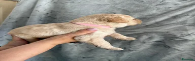 Labrador Retriever 7