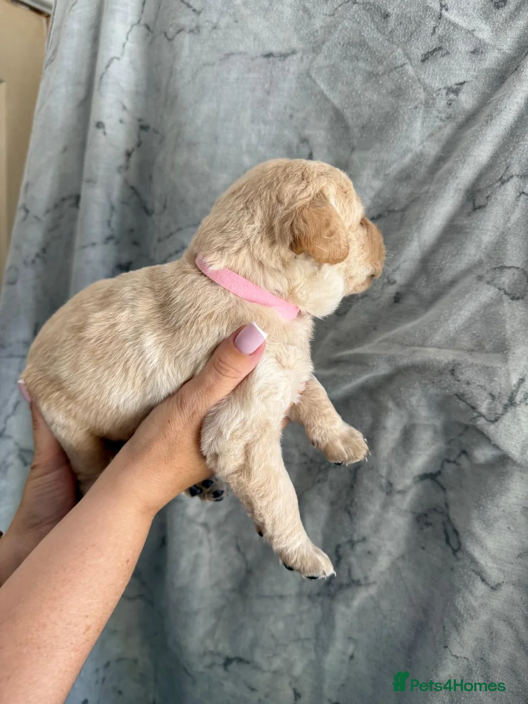 Labrador Retriever dogs for sale: Labrador Puppies Looking For Their Forever Homes  - Advert 2